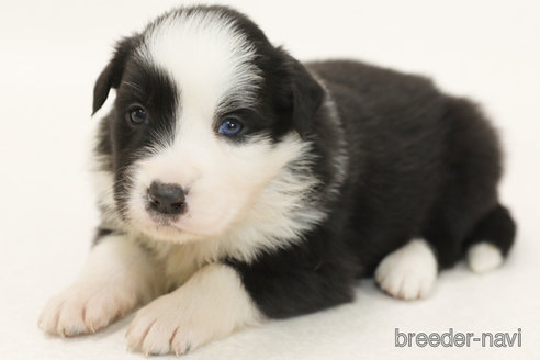 成約済の神奈川県のボーダーコリー-373748の7枚目